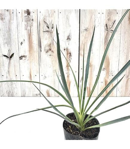 Amazon｜おしゃれ 観葉植物：ユッカ ロストラータ*8号 Yucca rostrata